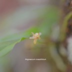 Angraecum crassifolium Orchidaceae Endémique La Réunion 513.jpeg